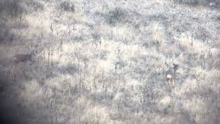 Keith’s Stag buck deer Utah 800 YDS