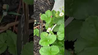 Baby strawberry plants