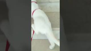 قطط صغيرة كيوت 2023 funny dogs