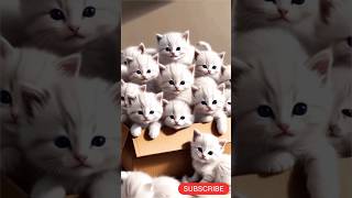 Want CUTE CAT VIDEOS? Watch This Now!