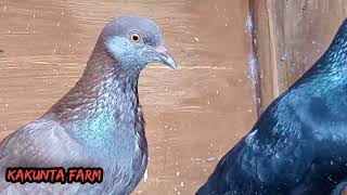 Indukan Merpati Balap Super || pigeon dove