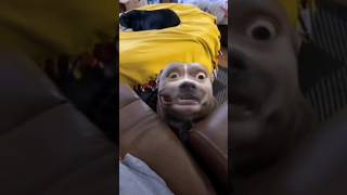 Funny Animals 2024 😂 - Funniest Cats and Dogs video 🐱 🐶 #shorts