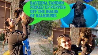 Raveena Tandon Picked up these 4 puppies from different locations ,off the roads of Dalhousie