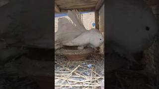 White Fantail Pair 🤍|| #foryou #viral #viralvideo #youtubeshorts #ytshorts #trending #reels