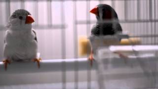 My zebra finches