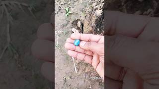 ❗Blue Pearl Treasure Found In Metal Detecting #metaldetecting #detecting #treasure #gold #pearl