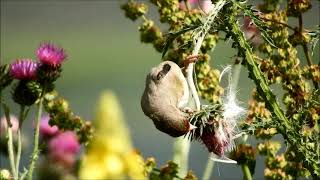 himalayan goldfinch 1