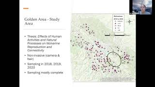 Wolverine Ecology in North Columbias & Central Rockies