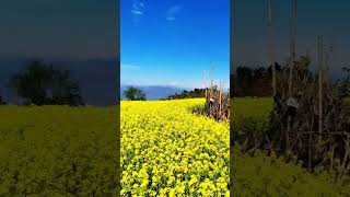 nature           #viral #nepal #today #video