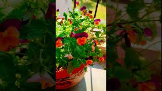 Flower pot with dwarf pansy flowers#dwarf pansy#tiny flowers#rare plant#annual#shorts