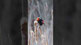 Red-winged Blackbird #bird