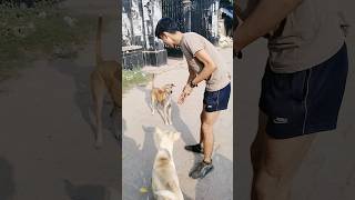 इंसान से अच्छा वफादारी के उम्मीद इनसे रखो कभी धोखा नही देंगे #dog #bihar #trending #viralvideo #डॉग