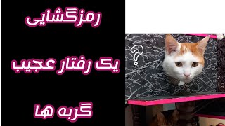 رمزگشایی_یکی از عجیبترین رفتارهای گربه.cat video.