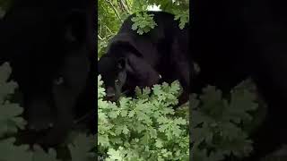 Beautiful Inka Vs the tree 🌳🐾