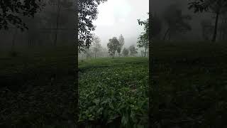 Kabut Tebal Turun di Kaki Gn. Sindoro #shortvideo #shorts