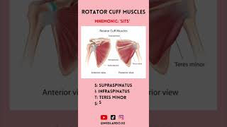 Rotator cuff muscles in a minute #medicine #doctor #medschool #medstudent #medical #rotatorcuff