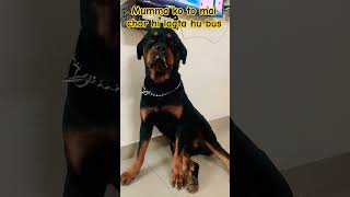 Funny Rottweiler #shorts #dog #rottweiler #funny #funnydogs #funnyvideo #aggressivedog #security #yt