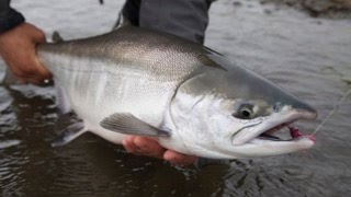 Fly Fishing for Chrome Chum Salmon - OPST