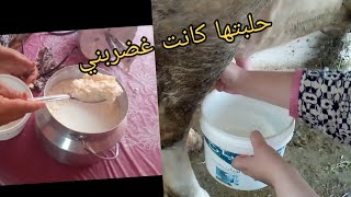 #مشيت_لعروبية شاركت معاكم الأجواء الجميلة حلبت البقرة🐮