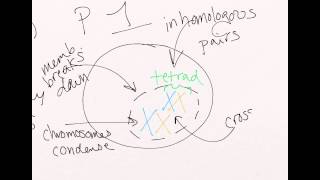 Meiosis 1 (Part 1)