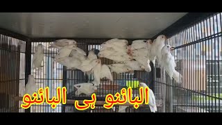 Albino chiks البائنو چیکس