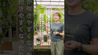 結局どの肥料あげればいいの！？にお答えします！！！ #インテリアコーディネート #植物 #観葉植物