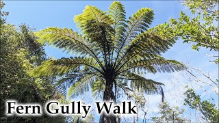 Middle Track Walk: Down Into Fern Gully #4k #newzealand #birds #birdsong #landscape