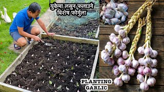 PLANTING GARLIC | युकेमा लसुन फलाउने बिशेष formula | What to plant in Autumn | Nepali Gardening Vlog