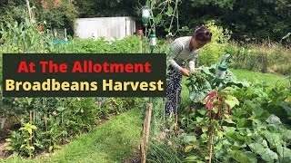 Broadbeans and Sprouting Brocolli Harvest At The Allotment