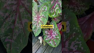 Caladium Update || #mylittlejungle #plantita #shorts