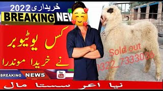 TOP QUALITY | MUNDARA-KAJLA | BAKRA MANDI Pakistan Lahore | SHAHPUR KANJRA | ZARNAB Farm nari goats