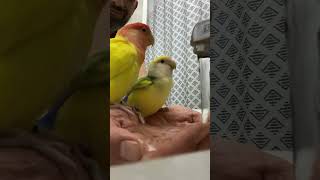 Aquí te pillo, aquí me baño #aves #mascotas #birds #amor #animales #parrot #humor