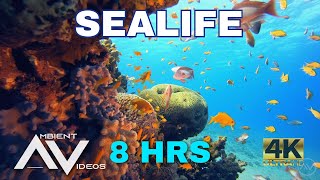 SEALIFE 🐟 8 Hours Ambient Video of beautiful fishes, turtles and more