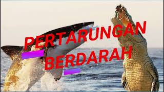 Pertarungan Berdarah ikan Hiu Sura dengan Buaya