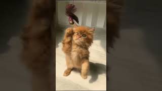 PLAYING ALONE #youtubeshorts #shortvideo #animals #cats #nature #beautiful