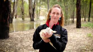 The Merbein Common - Mallee CMA