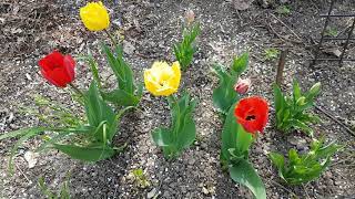 #SPRING.#TULIPS. Another pandemic Spring in  Comana. Romania, 25 April 2021 by Marilena Dumitriu