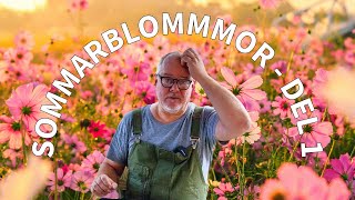 Förodling av sommarblommor