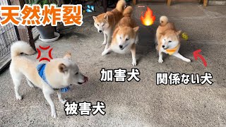 白柴お父さんオコでも天然で最強柴犬ママがその場を和ませてくれました笑笑