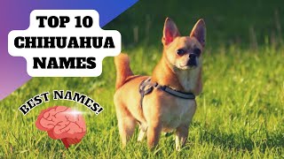 Top 10 Best Chihuahua Dog Names