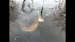 SNOEKEN MET DOOD AAS IN DE POLDER deel 2