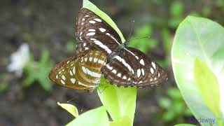 butterfly.241000401p02np-phaedyma columella mating 柱菲蛺蝶配對-A002C02