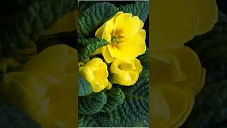 Beautiful Flower Blooming Time Lapse #flowers #blooming #shorts #ytshorts #nature