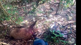 Caccia al cinghiale - un cinghiale mi carica! #hunting