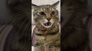 ❤️🐈 Funny cats ❤️🐈 , ❤️Cute cats #CatHouse  episode 257