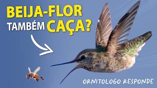 BEIJA-FLORES também CAÇAM? Ornitólogo Responde #30