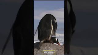 The Penguin Full video check this channel