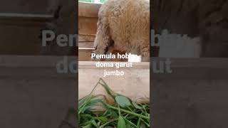 pecinta domba Garut jumbo