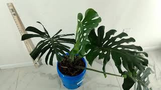 Compact, Large-Form, Monstera Deliciosa Cutting With New Growth - Etsy RedneckShrek