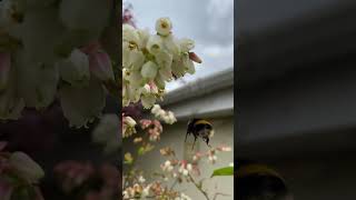 Bumblebee on the blueberry bush 🫐, so cold again ☹️ #bumblebees